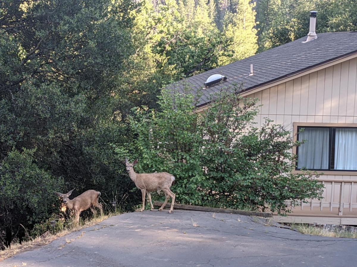 Willa Yosemite Haven @ Pine Mountain Lake. Dog Friendly! Groveland Zewnętrze zdjęcie