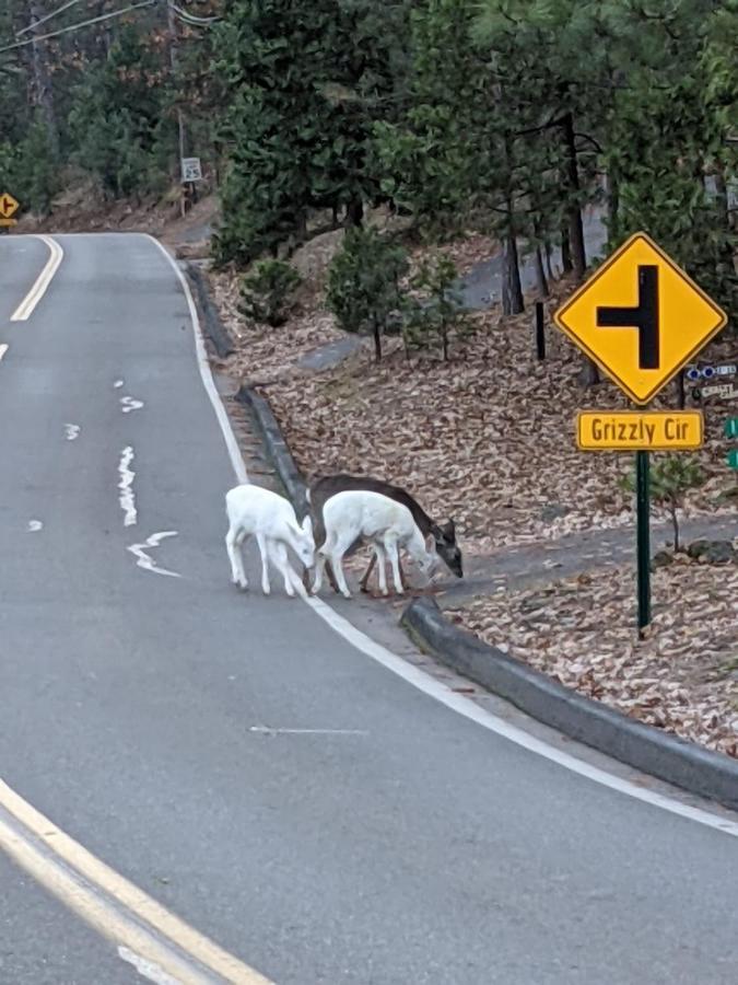 Yosemite Haven @ Pine Mountain Lake. Dog Friendly! Groveland Zewnętrze zdjęcie